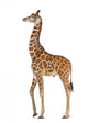 Somali Giraffe, commonly known as Reticulated Giraffe Wall Decal