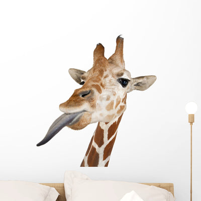 Somali Giraffe Commonly Known Wall Decal shown on a wall