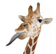 Somali Giraffe Commonly Known as Reticulated Giraffe Wall Decal
