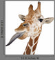 Somali Giraffe Commonly Known as Reticulated Giraffe Wall Decal