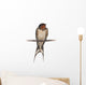 Barn Swallow, Hirundo rustica, perching against white background Wall Decal