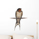 Barn Swallow, Hirundo rustica, perching against white background Wall Decal