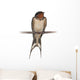 Barn Swallow, Hirundo rustica, perching against white background Wall Decal