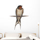 Barn Swallow, Hirundo rustica, perching against white background Wall Decal