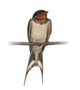 Barn Swallow, Hirundo rustica, perching against white background Wall Decal