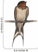 Barn Swallow, Hirundo rustica, perching against white background Wall Decal