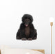 Baby Bonobo Pan Paniscus 4 Months Old Wall Decal