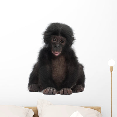 Baby Bonobo Pan Paniscus Wall Decal shown on a wall