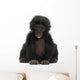 Baby Bonobo Pan Paniscus 4 Months Old Wall Decal