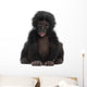 Baby Bonobo Pan Paniscus 4 Months Old Wall Decal
