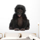 Baby Bonobo Pan Paniscus 4 Months Old Wall Decal