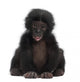 Baby Bonobo Pan Paniscus 4 Months Old Wall Decal