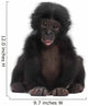 Baby Bonobo Pan Paniscus 4 Months Old Wall Decal