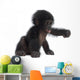 Baby Bonobo Wall Decal