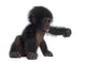 Baby Bonobo Wall Decal