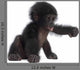 Baby Bonobo Wall Decal