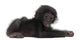 Baby Bonobo Laying Down Wall Decal