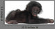 Baby Bonobo Laying Down Wall Decal