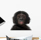 Baby Bonobo Pan Paniscus