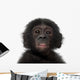Baby Bonobo Pan Paniscus