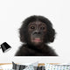 Baby Bonobo Pan Paniscus