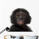 Baby Bonobo Pan Paniscus