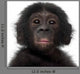 Baby Bonobo Pan Paniscus