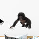 Crawling Baby Bonobo Wall Decal