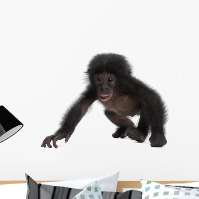 Crawling Baby Bonobo Wall Decal shown on a wall