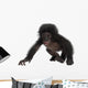 Crawling Baby Bonobo Wall Decal
