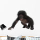 Crawling Baby Bonobo Wall Decal