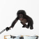 Crawling Baby Bonobo Wall Decal