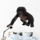 Crawling Baby Bonobo Wall Decal