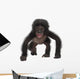 Baby Bonobo Pan Paniscus 4 Months Old Wall Decal