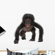 Baby Bonobo Pan Paniscus 4 Months Old Wall Decal
