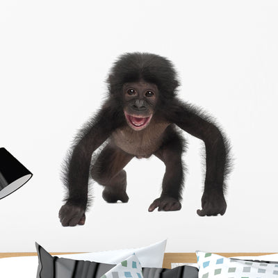 Baby Bonobo Pan Paniscus Wall Decal shown on a wall
