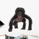 Baby Bonobo Pan Paniscus 4 Months Old Wall Decal