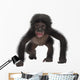 Baby Bonobo Pan Paniscus 4 Months Old Wall Decal