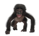 Baby Bonobo Pan Paniscus 4 Months Old Wall Decal