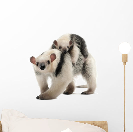 Tamandua, Tamandua tetradactyla mother, 3 years old Wall Decal