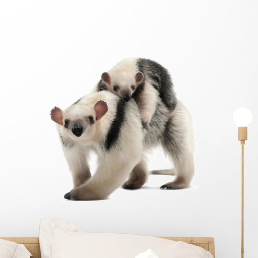Tamandua, Tamandua tetradactyla mother, 3 years old Wall Decal