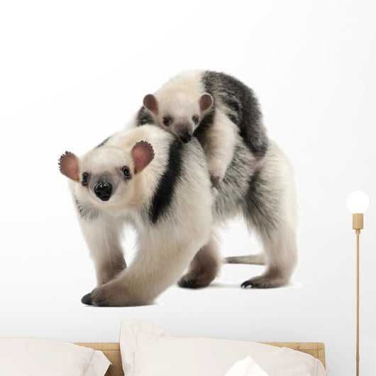 Tamandua, Tamandua tetradactyla mother, 3 years old Wall Decal