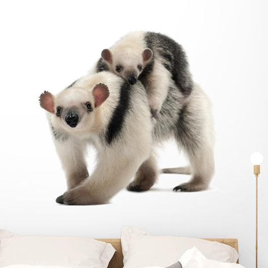 Tamandua, Tamandua tetradactyla mother, 3 years old Wall Decal