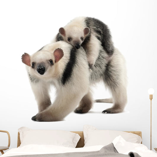 Tamandua, Tamandua tetradactyla mother, 3 years old Wall Decal