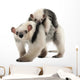 Tamandua, Tamandua tetradactyla mother, 3 years old Wall Decal