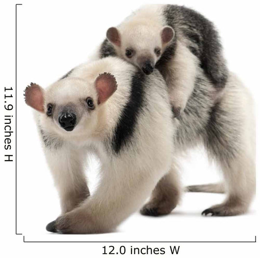 Tamandua, Tamandua tetradactyla mother, 3 years old Wall Decal