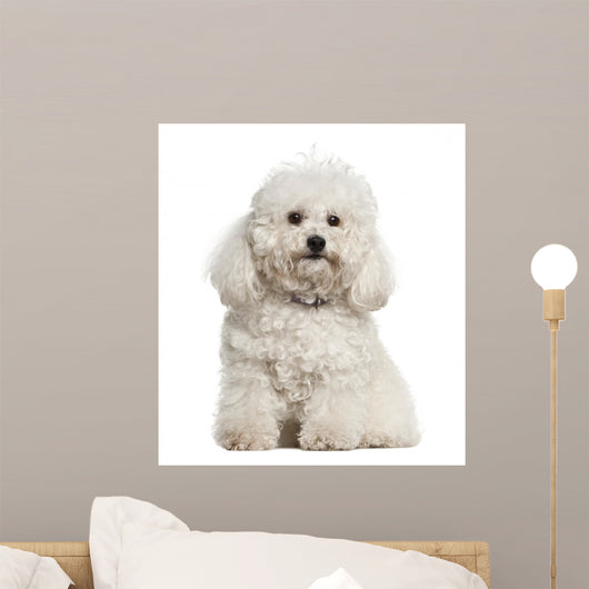 Bolonka, 4 years old, sitting against white background Wall Decal