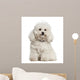 Bolonka, 4 years old, sitting against white background Wall Decal