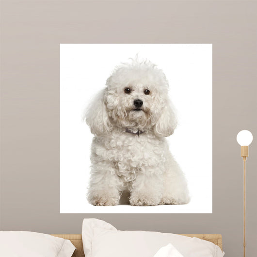 Bolonka, 4 years old, sitting against white background Wall Decal