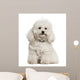 Bolonka, 4 years old, sitting against white background Wall Decal